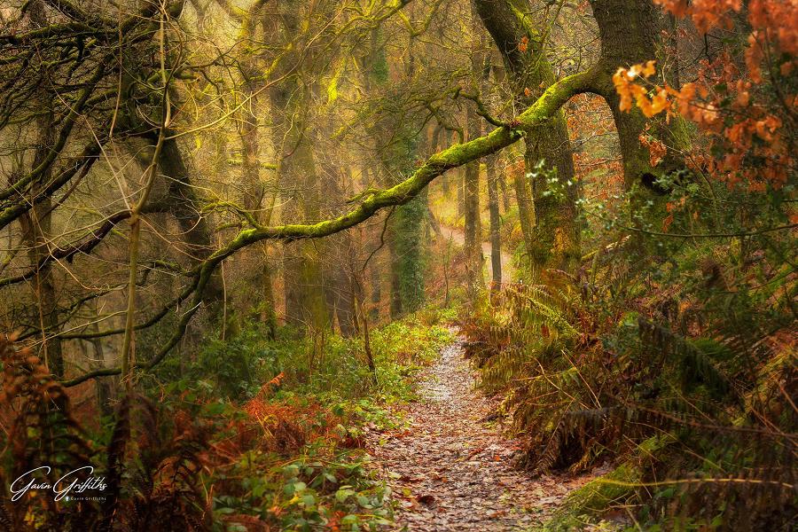 Explore forestry at Darran Park (pic Gavin Griffiths)