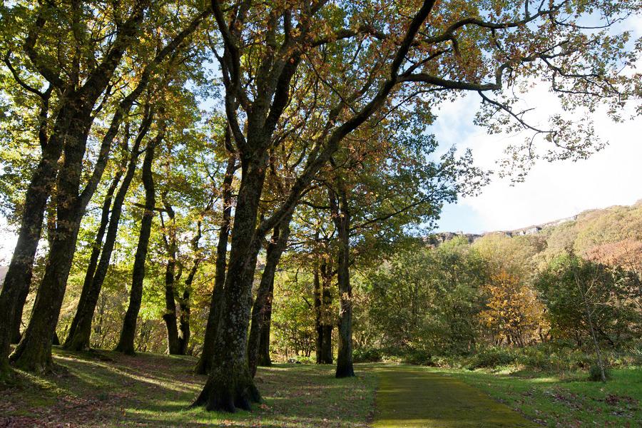 Shady spots in Darran Park