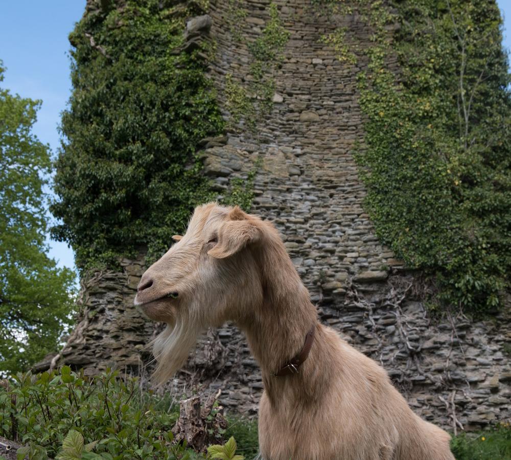 Goats at Llantrisant Castle