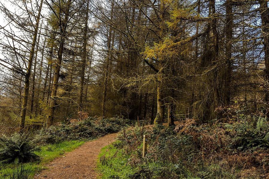 penpych lower walk woodland